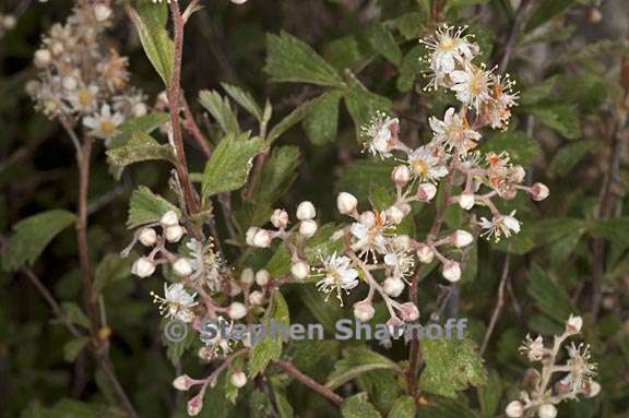 holodiscus discolor var microphyllus 5 graphic